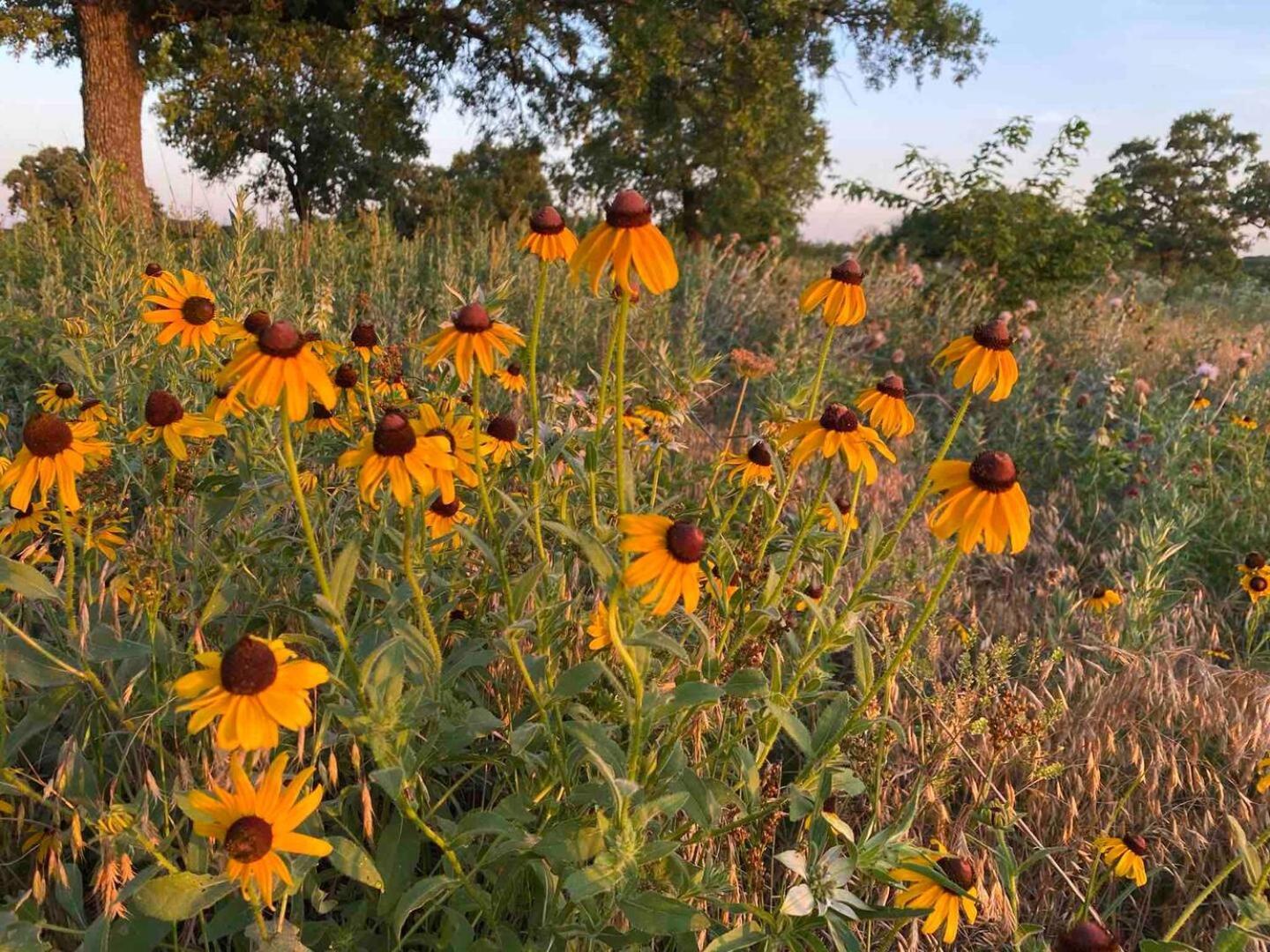 Nature Retreateclectic Country Boho Farmhouse Nocona Екстериор снимка